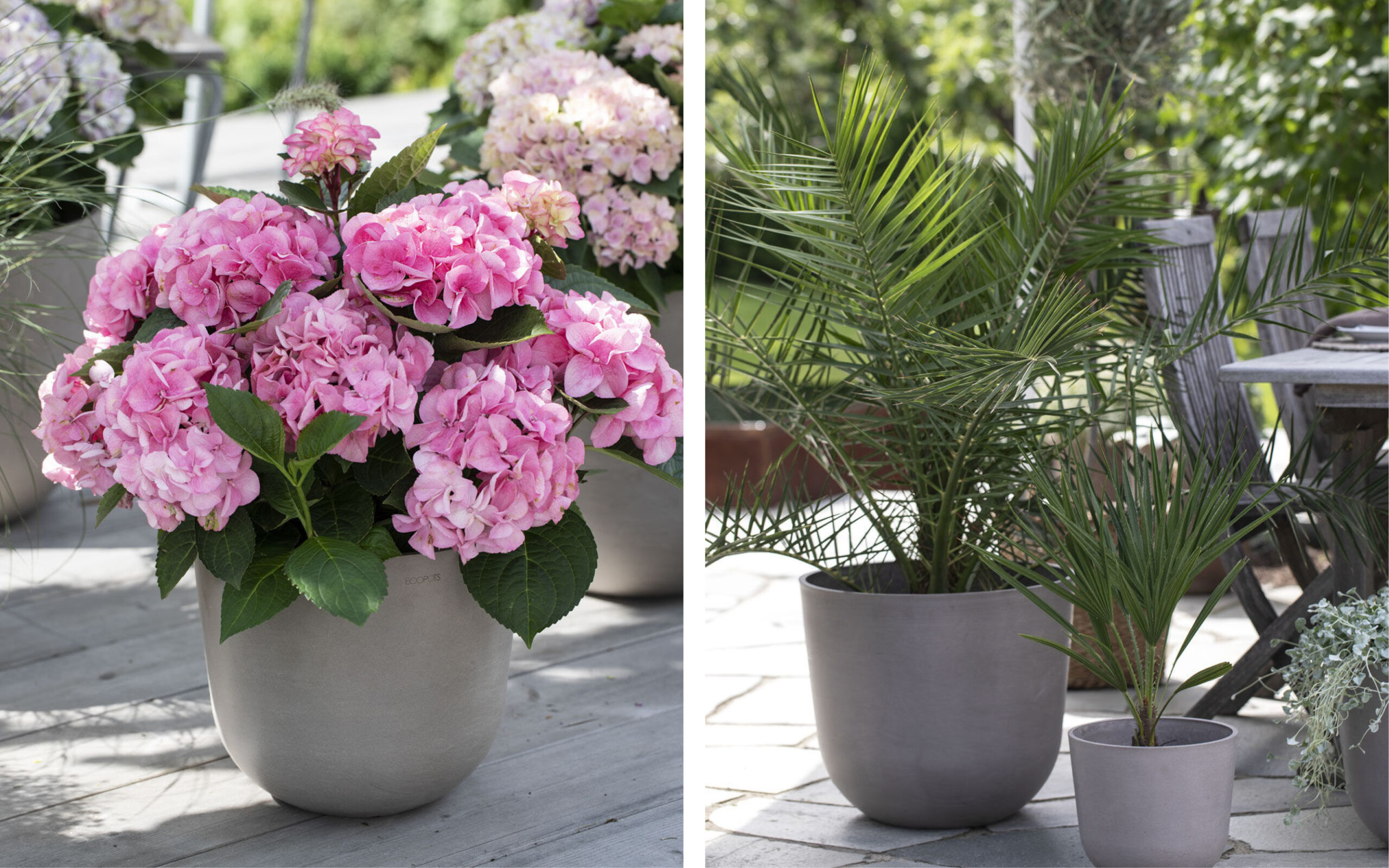 Uteblomster og planter