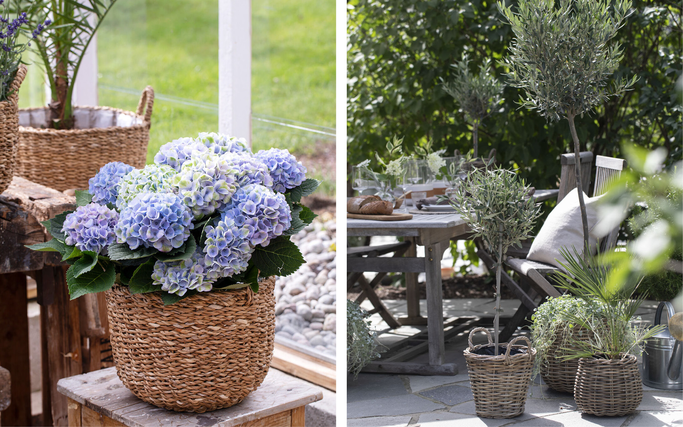 Uteblomster og planter