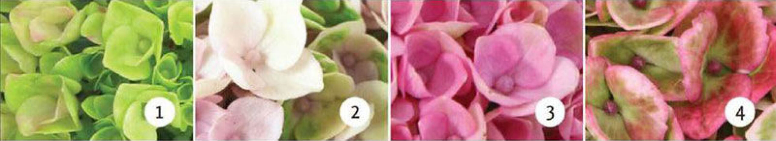 Hortensia Magical farge