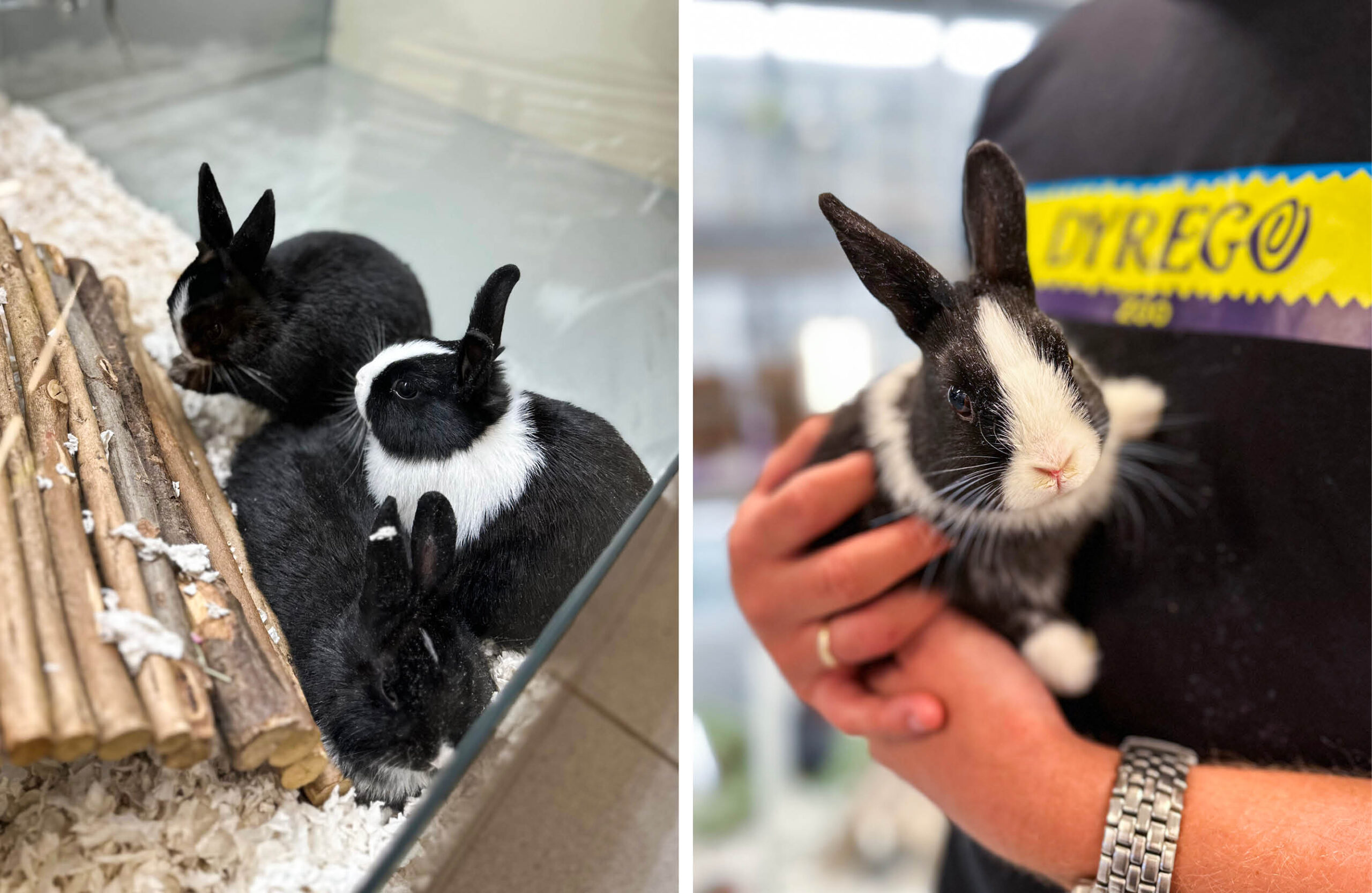 Dyrego på CC Gjøvik