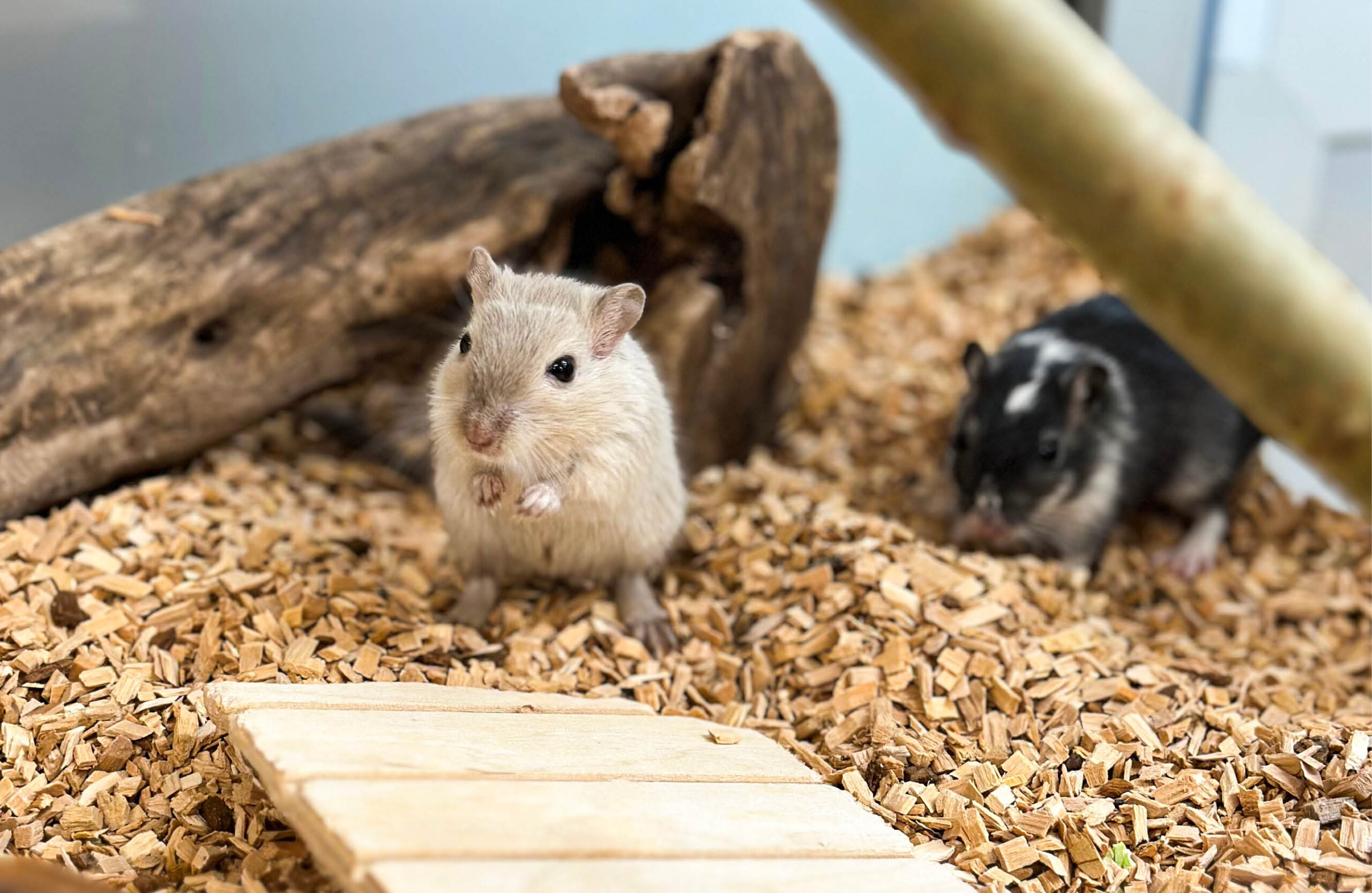 Dyrego på CC Gjøvik