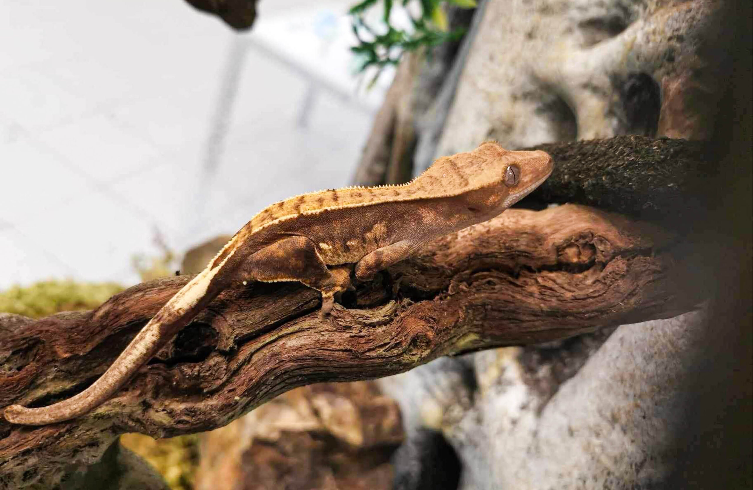 Dyrego på CC Gjøvik