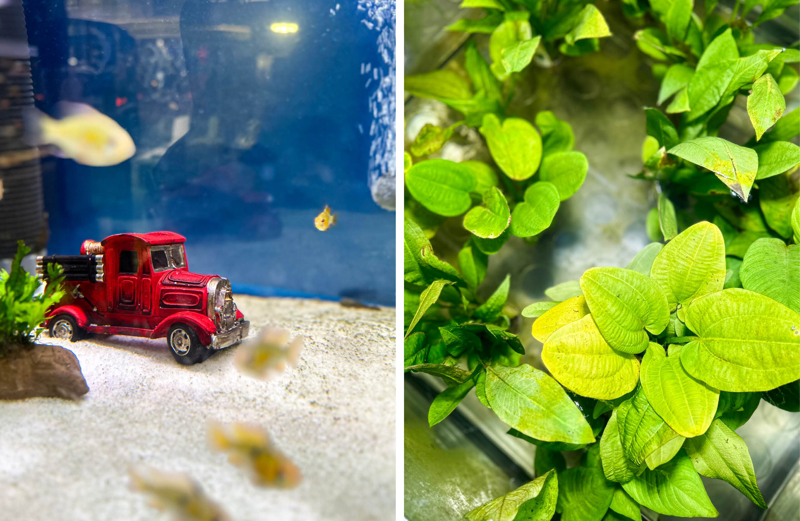 Dyrego på CC Gjøvik