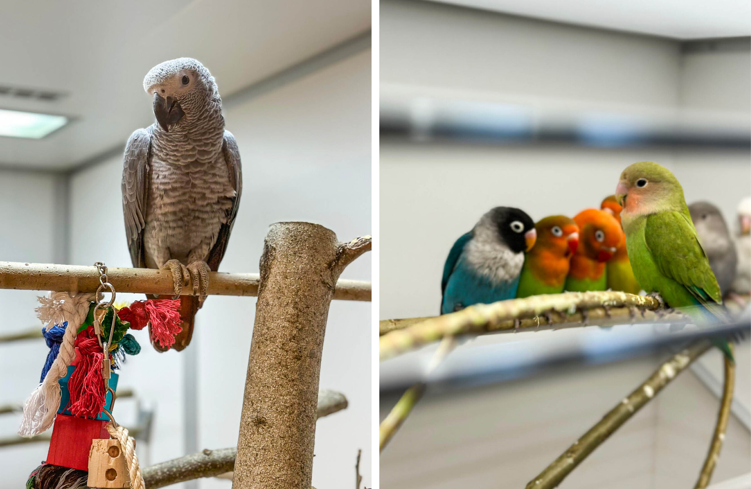 Dyrego på CC Gjøvik