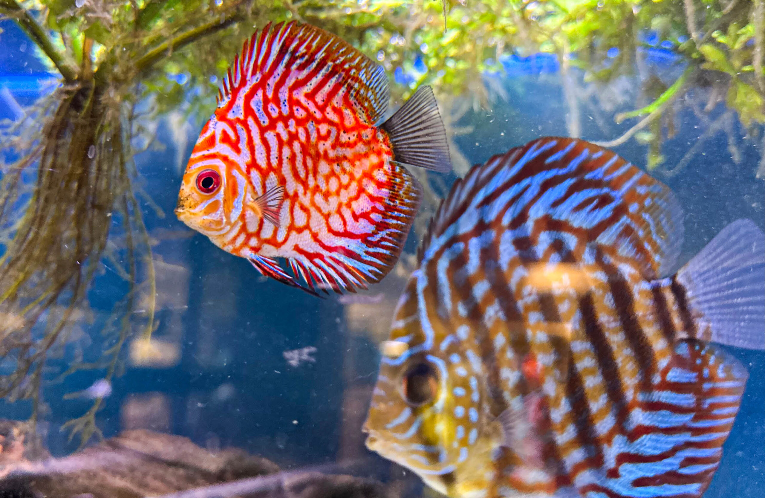 Dyrego på CC Gjøvik